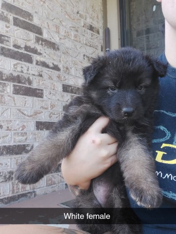 German Shepherd Dog puppy for sale + 63520