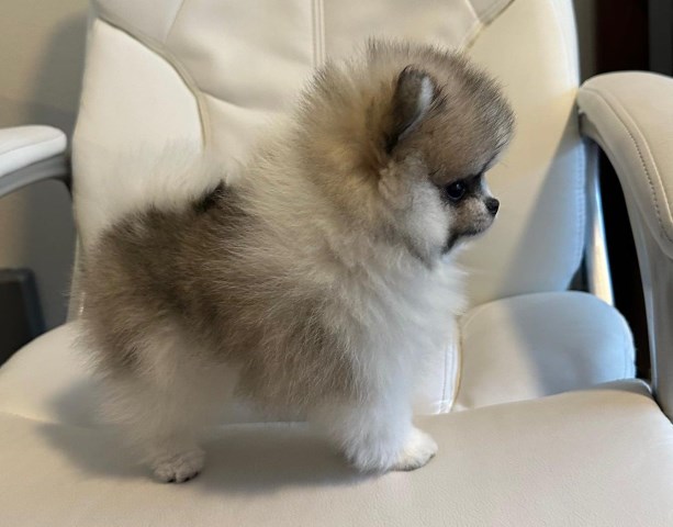 Two Adorable Pomeranian Boys Available !