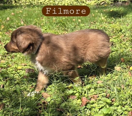 Australian Shepherd Dog puppy for sale + 66121