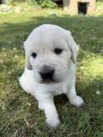 English cream golden retriever puppies Golden Retriever for sale/adoption