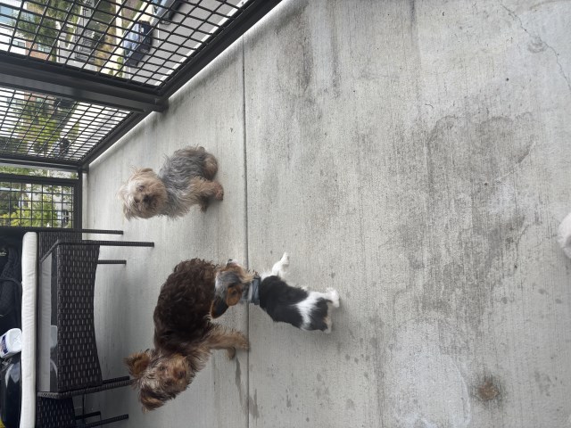 Yorkie female going on 1 year in February