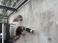 Yorkshire Terrier puppy thumbnail