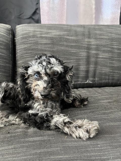 Poodle Toy puppy for sale + 67093