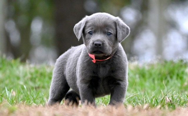 AKC Charcoal & Yellow Labrador Retriever Puppies for Sale