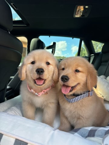 Adorable Golden retriever puppies for sale