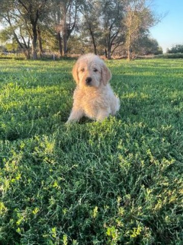 Labradoodle Puppies