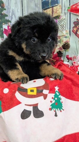 German Shepherd Dog puppy for sale + 66754