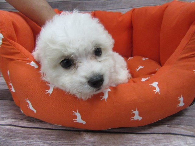 Maltese puppy for sale + 47009