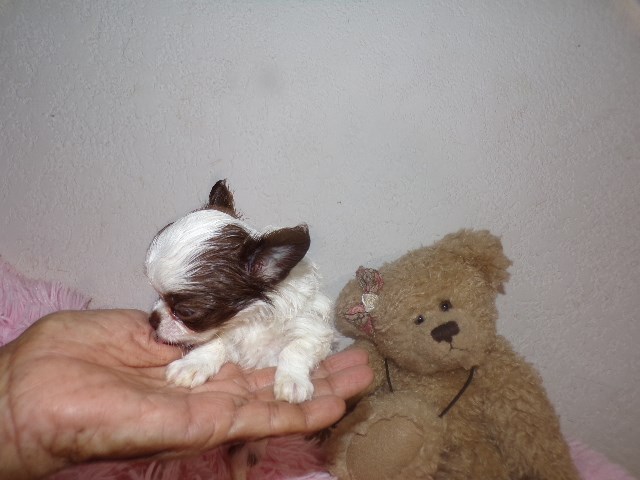 Chihuahua puppy for sale + 66541