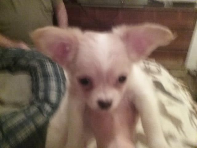 Long haired Chihuahua Puppy