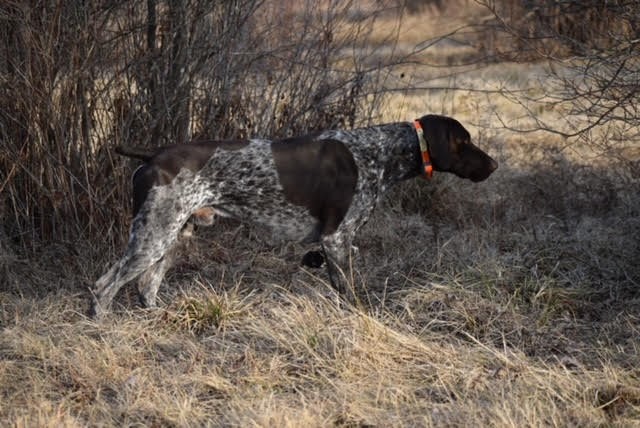 German Shorthaired Pointer Puppies