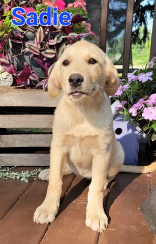 Great Pyrenees puppy for sale + 65087