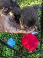 Teacup Apple Head Chihuahua Male Puppy Chihuahua for sale/adoption