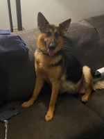 Dark German Shepherd Puppies German Shepherd Dog for sale/adoption