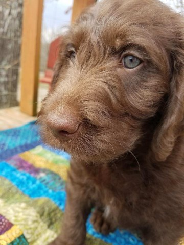 F1 Labradoodle Puppies