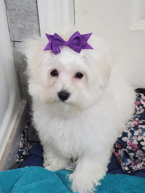 Maltese puppy for sale + 62300