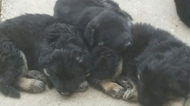 Black German Shephard Puppies (w/gold markings)