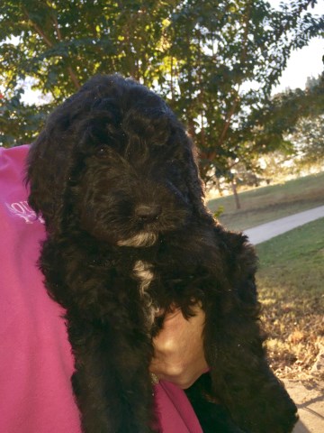 Goldendoodle Puppies