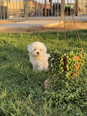 Toy Maltipoo male