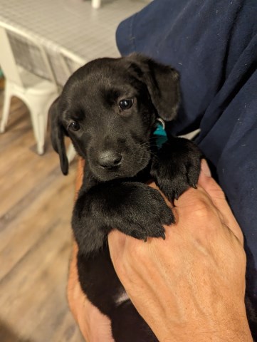 Beautiful Black Labs!