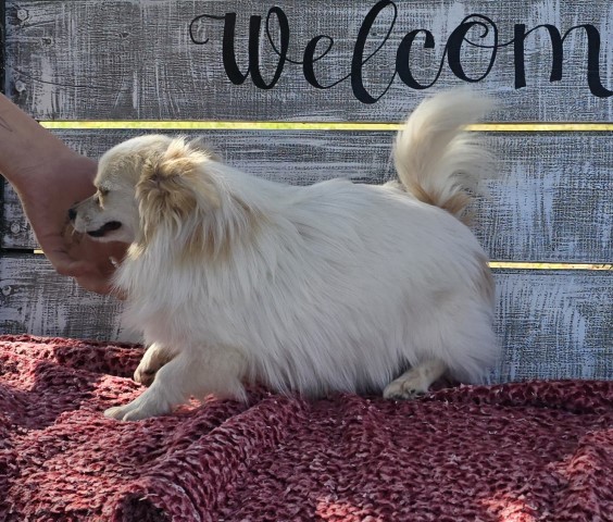 Pomeranian puppy for sale + 66073