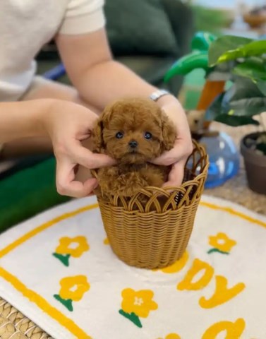 Poodle Puppy For Free