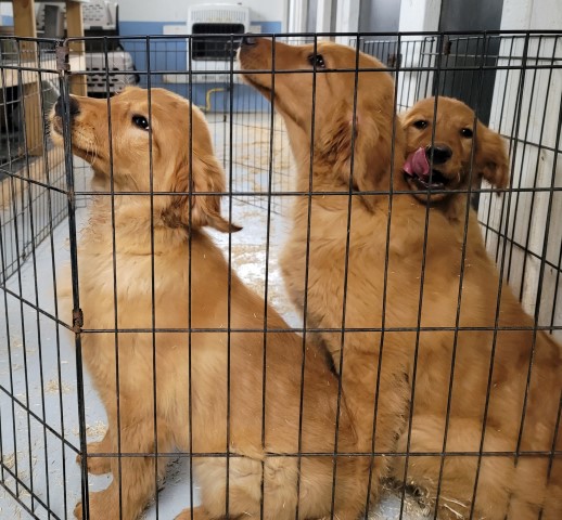 Golden Retriever puppy for sale + 64286