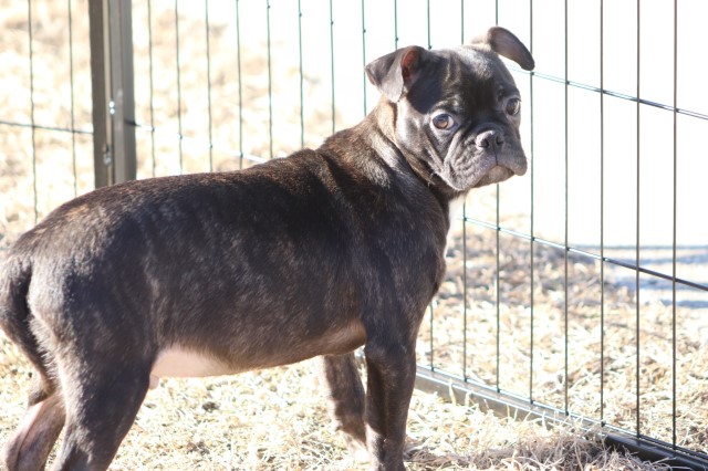 Pug puppy for sale + 66266