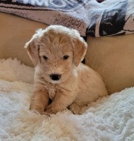 Charlie, the Goldendoodle Pup  ****SALE**** OCT. 14 - 16, 2022 ONLY  $400.00 OFF Goldendoodle for sale/adoption
