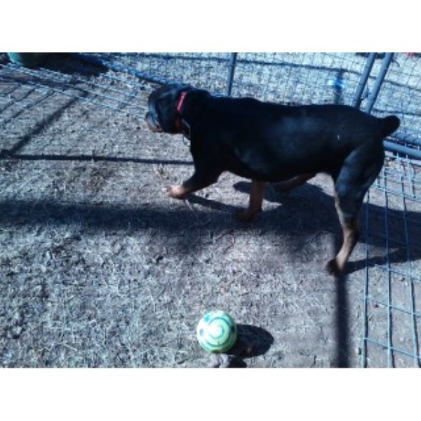 Rottweiler puppy for sale + 45044