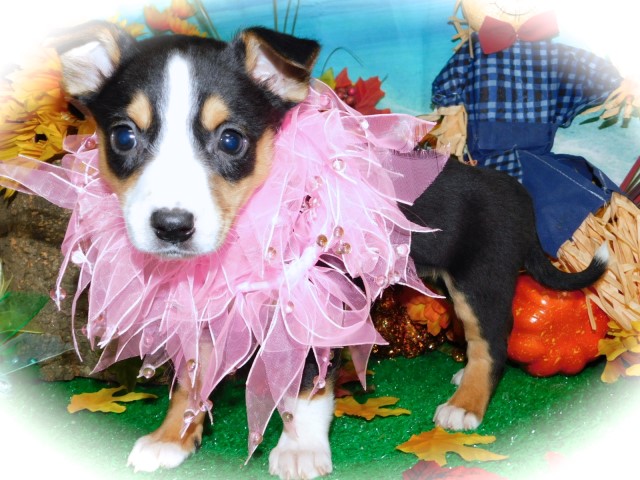 Chicago Farm Collie Pups. Great for KIDS!!  Super Smart.  Financing.