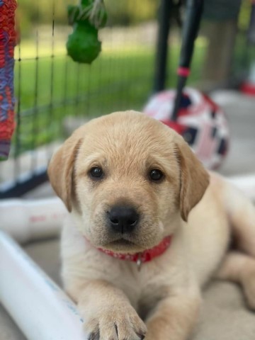 Labrador Retriever puppy for sale + 65103