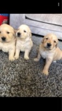 Beautiful Chunky Akc Golden Retriever Puppies