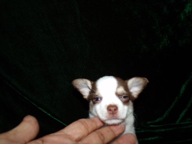 AKC   Long Coat Apple Head Chihuahuas