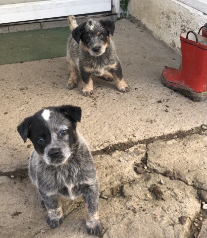 Australian cattle dog puppies