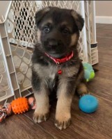 Purebred German Shepherd puppy German Shepherd Dog for sale/adoption