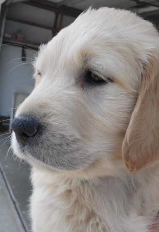 Golden Retriever puppy for sale + 66000