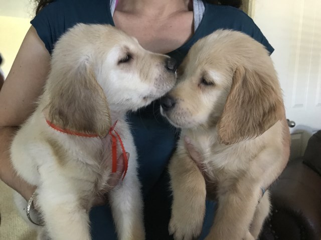 Golden Retriever puppy for sale + 50347