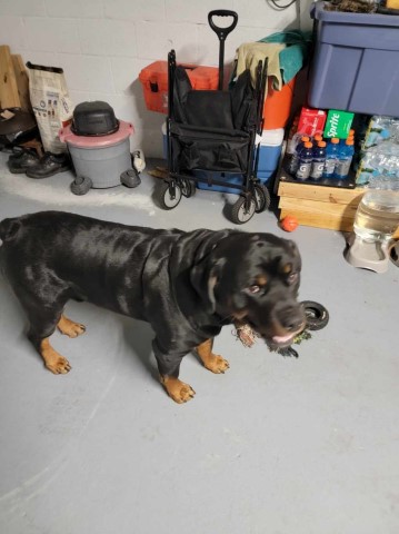 Rottweiler puppy for sale + 64433