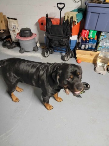 Rottweiler puppy for sale + 64433
