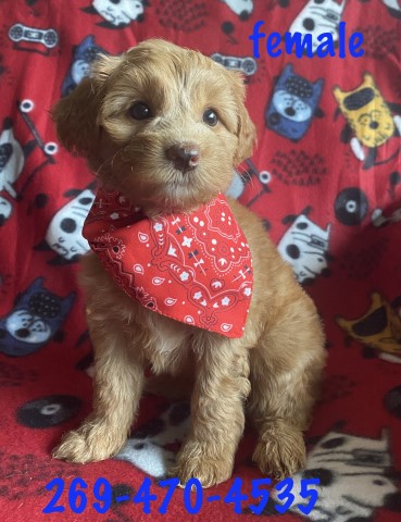Schnoodle puppy for sale + 63949