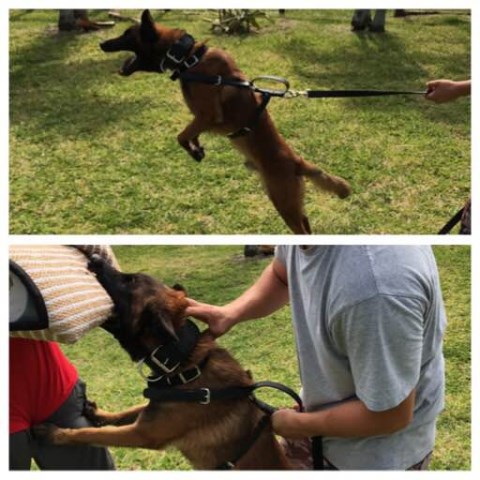 Belgian Malinois Personal Protection Male Dog For Sale