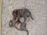 Cane Corso puppies looking for there forever home Cane Corso for sale/adoption