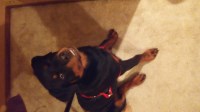 Rottweiler thumbnail