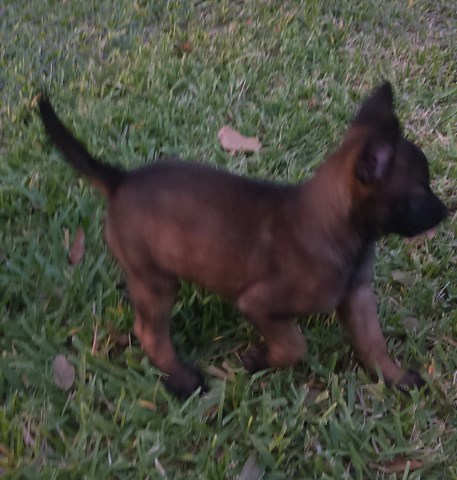Malinois puppy for sale + 56431