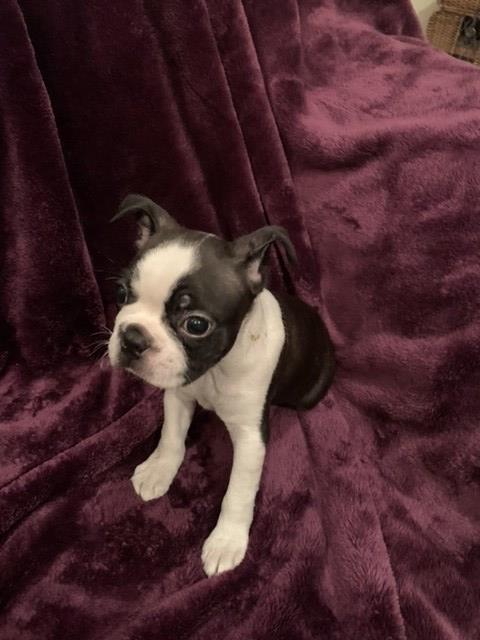 Boston Terrier Puppies from Reputable Breeder