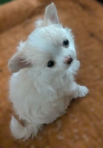 Tiny Teacup Apple Head Chihuahua Female