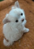 Tiny Teacup Apple Head Chihuahua Female Chihuahua for sale/adoption