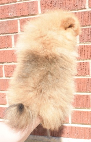 Pomeranian puppy for sale + 61689