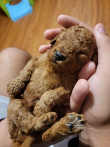 Red AKC Miniature Poodle puppies